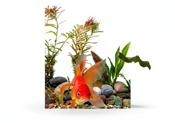 ZRDR Stainless Steel Algae Scraper Aquarium Cleaning Tool for Glass Aquariums, Including Algae Scraper, Sponge Pad, Fish Net, Cleaning Brush, Adjustable Length, Durable, Does Not Hurt The Fish Tank-1